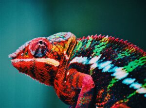 Portuguese graded readers will transform you into a social chameleon