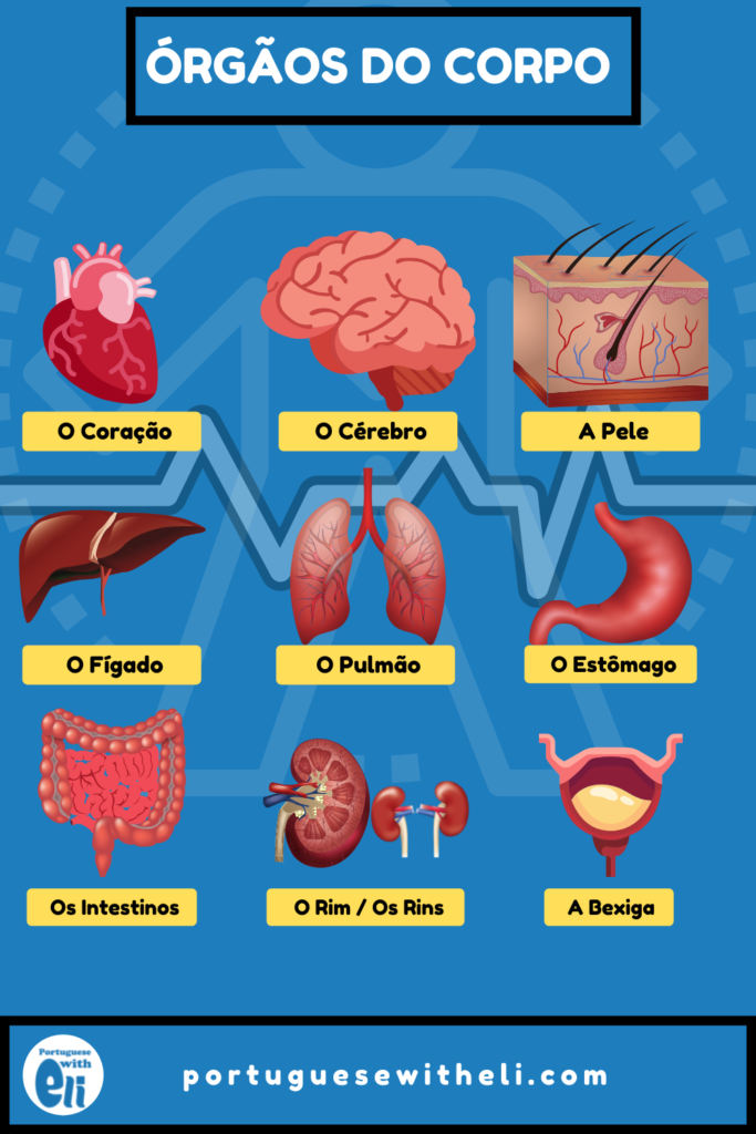 internal organs in portuguese