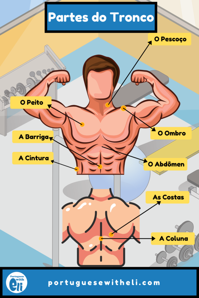 upper body in portuguese